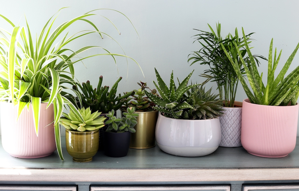 Varias plantas de interior en macetas sentadas en una mesa